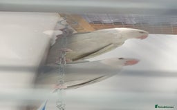Ringnecks birds for sale: Indian Ringneck Ring neck parakeets  - Image 8