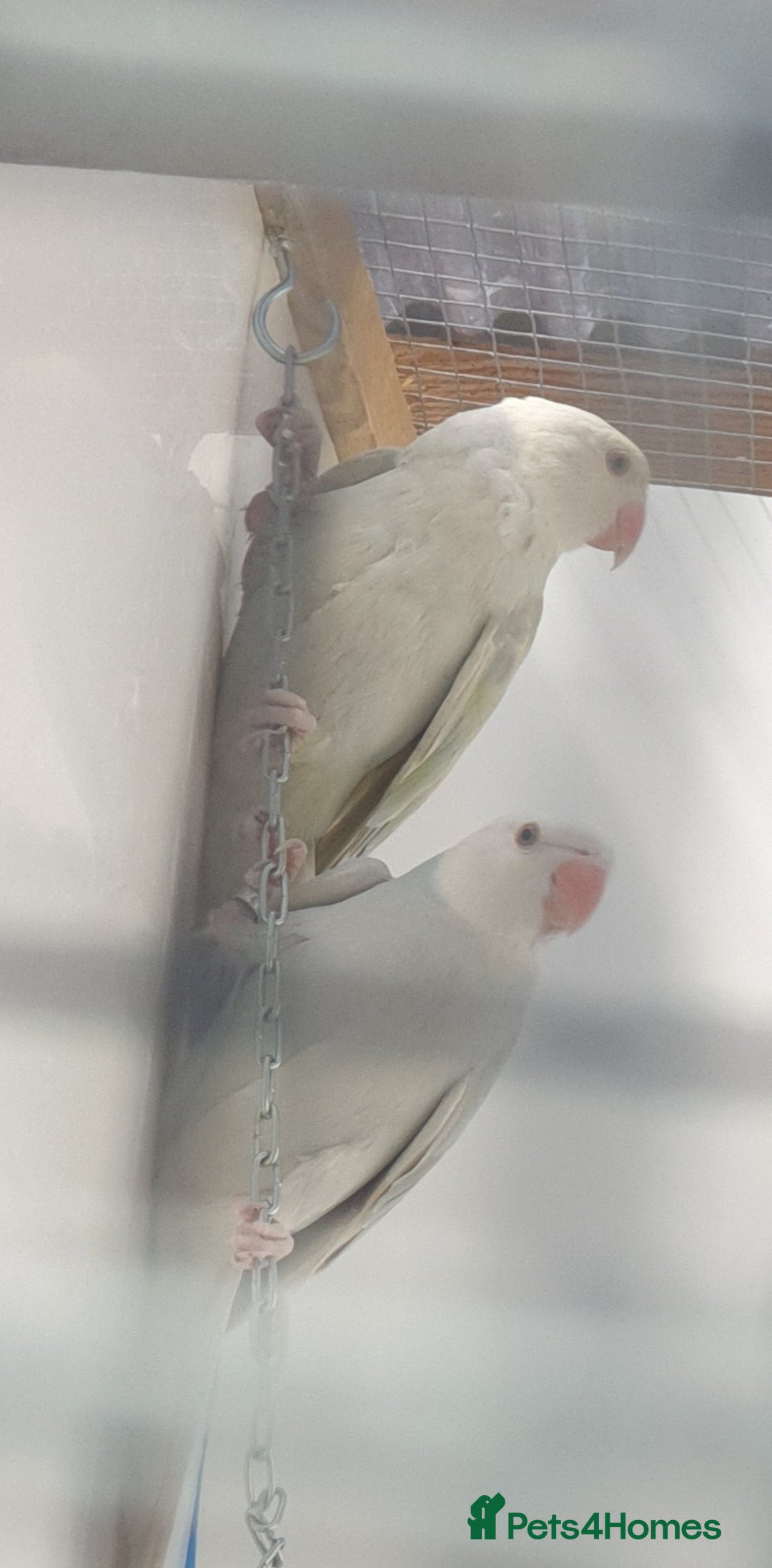 Ringnecks birds for sale: Indian Ringneck Ring neck parakeets  - Image 8