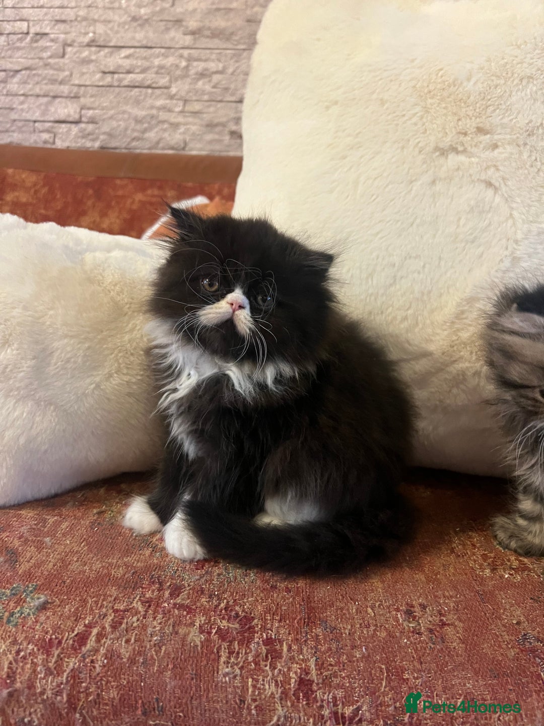 Persian cats for sale: Gorgeous Persian Kittens  - Advert 9