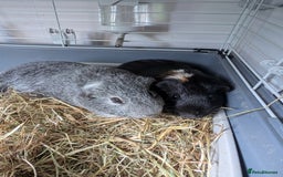 Guinea Pig rodents for sale: Two male piggy's  brothers  - Image 1