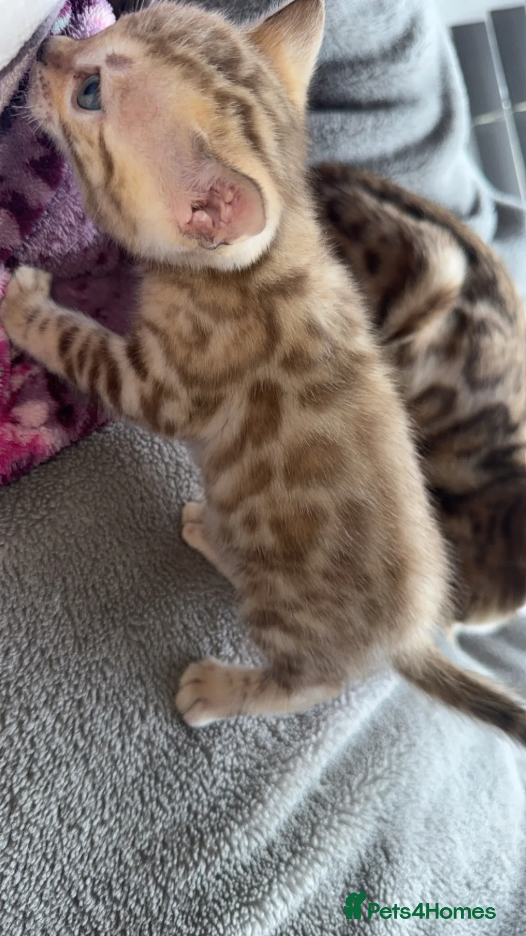 Bengal cats for sale: Stunning Bengal kittens - Advert 2