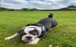 Olde English Bulldogge dogs for sale: 6 year boy needs new home - Image 8