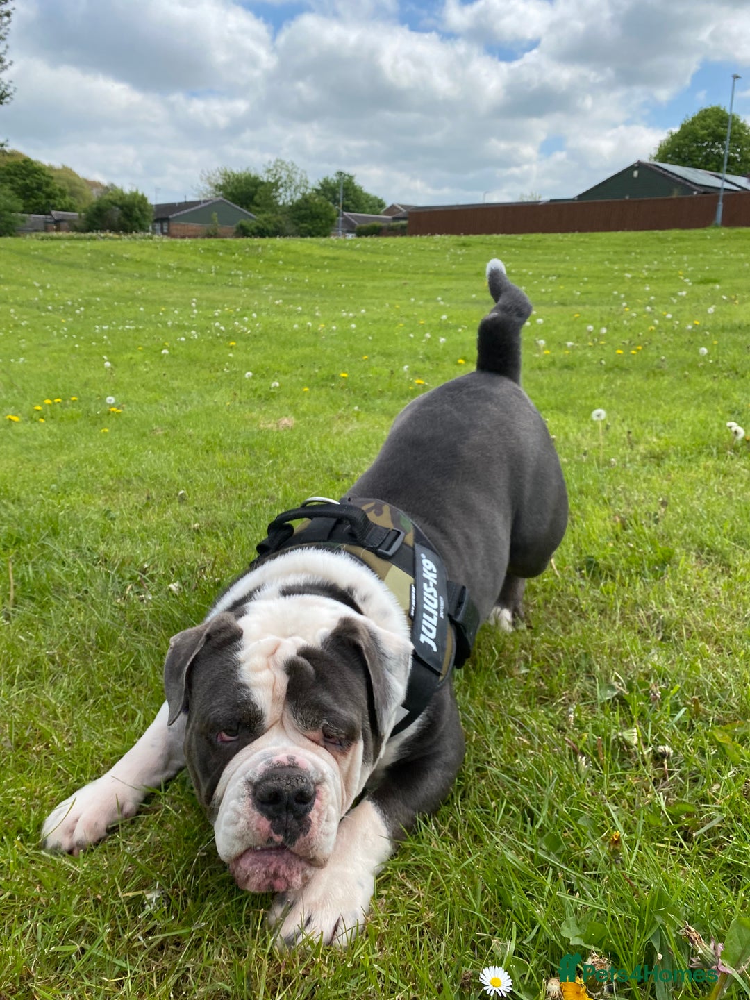 Olde English Bulldogge dogs for sale: 6 year boy needs new home - Image 8