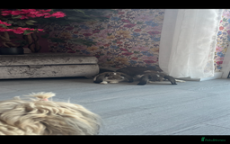 French Lop rabbits for sale: Pure Bred French Lop sisters 🌸 - Advert 1