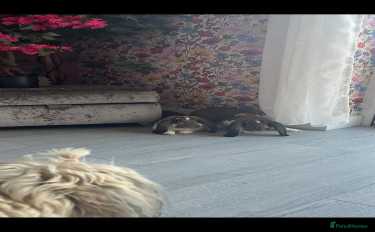 French Lop rabbits Pure Bred French Lop sisters 🌸 - Advert 1
