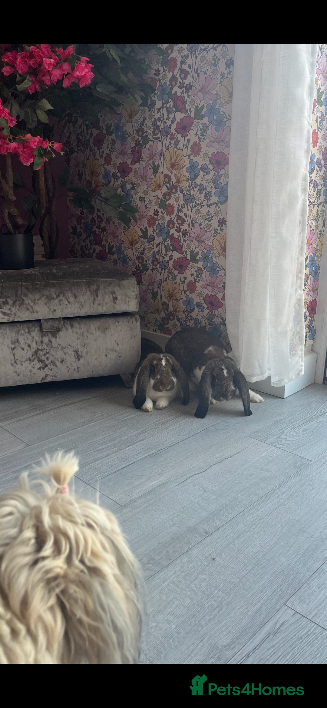French Lop rabbits for sale: Pure Bred French Lop sisters 🌸 - Advert 1