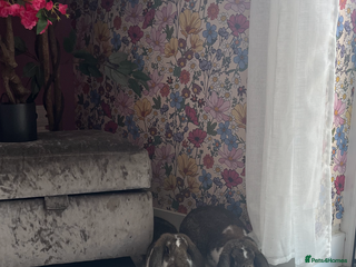 French Lop rabbits Pure Bred French Lop sisters 🌸 - Advert 1