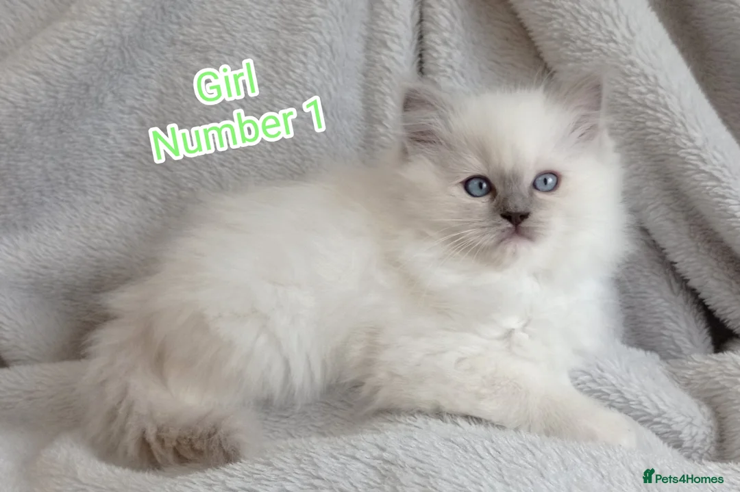Ragdoll cats for sale: Ragdoll Kitten Boys and Girls  - Advert 1