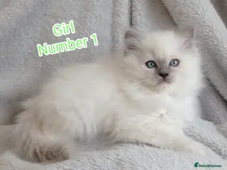 Ragdoll cats Ragdoll Kitten Boys and Girls - Advert 1