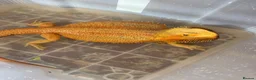 Bearded Dragon reptiles for sale: Stunning adult bearded dragons  - Advert 9