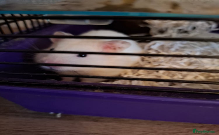 Hamster rodents - Advert 1