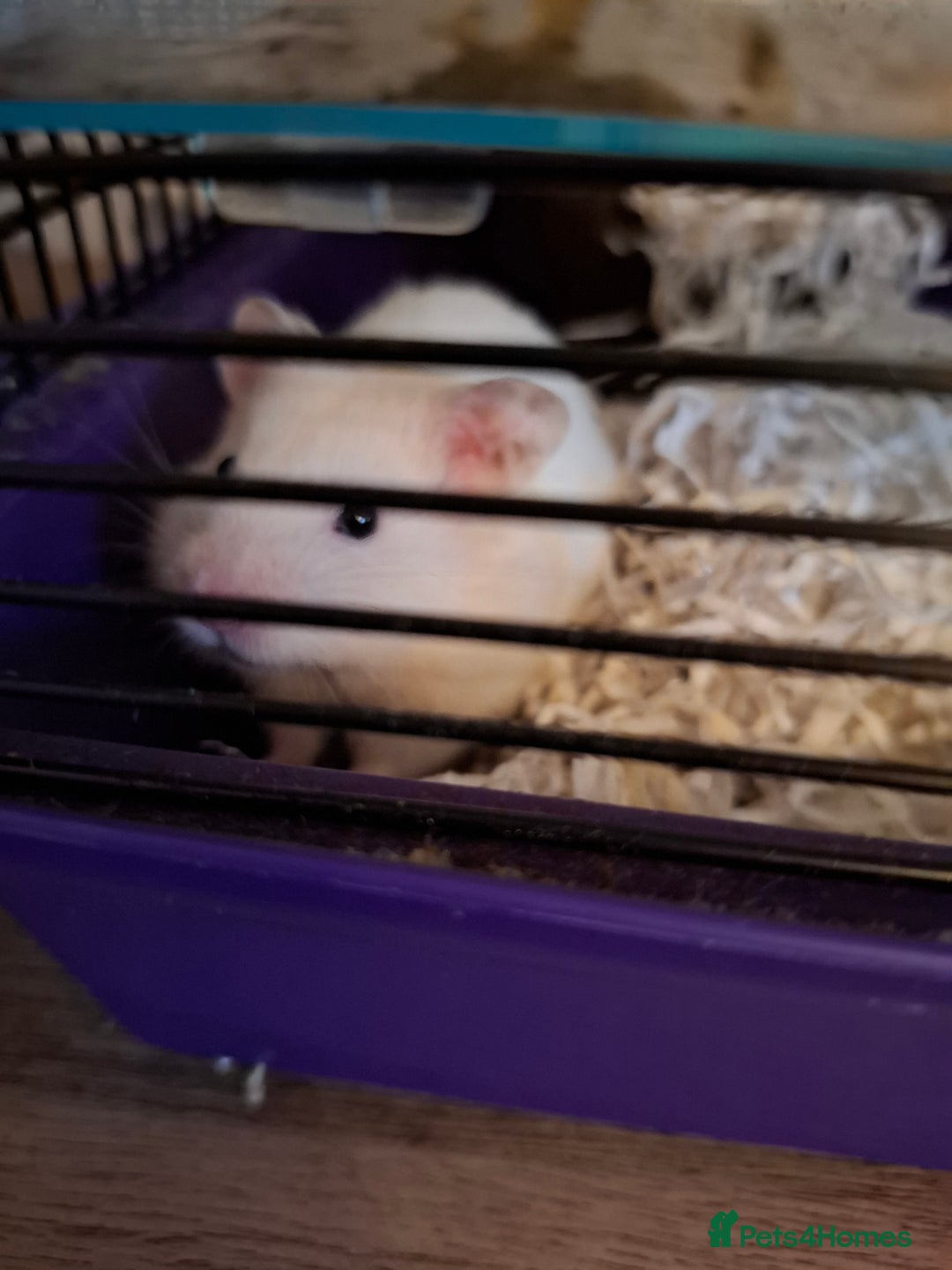 Hamster rodents for sale: Syrian hamster - Image 1