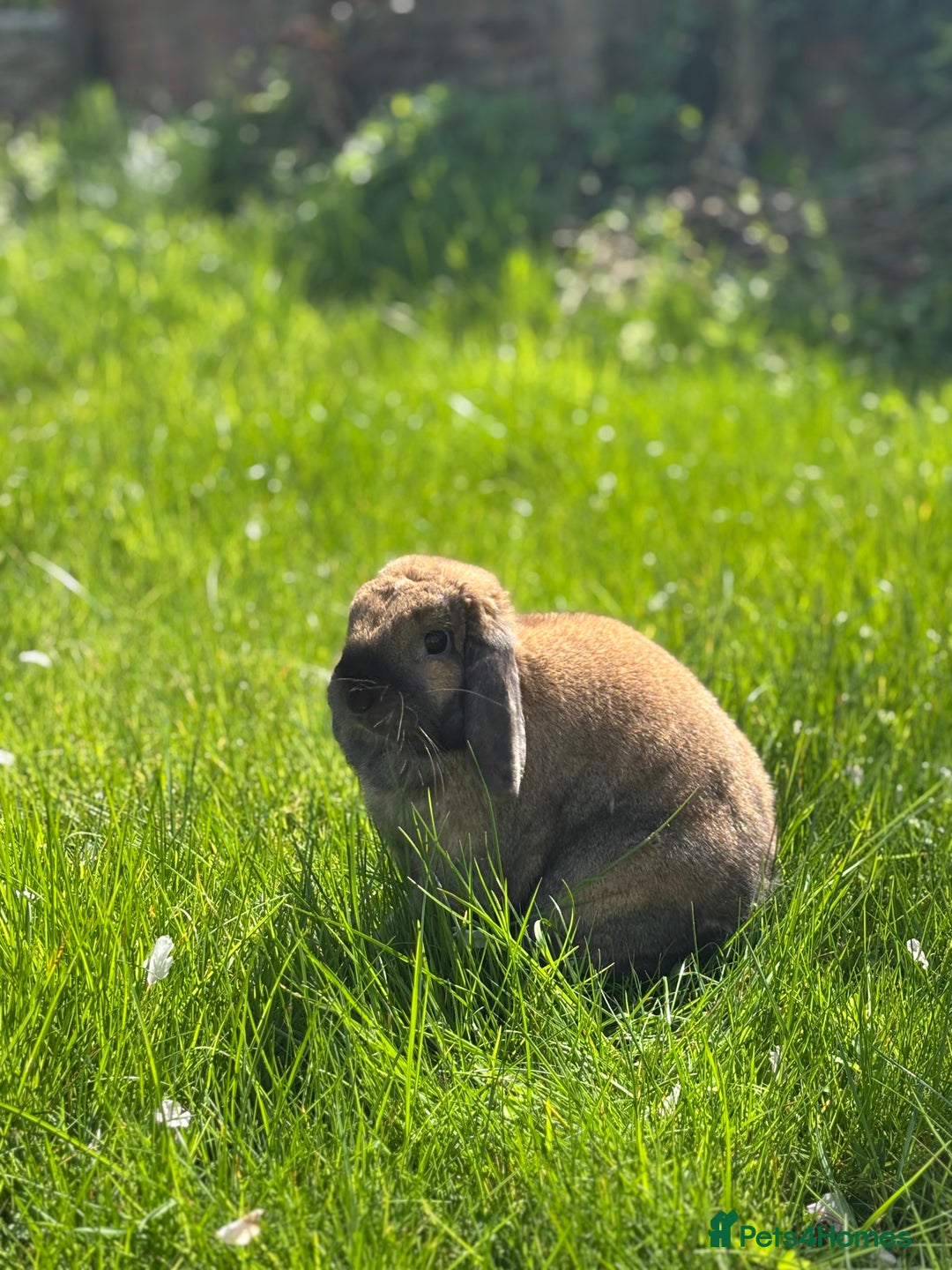 Dwarf Lop rabbits for sale: Rehoming my lovely Winnie - Advert 1