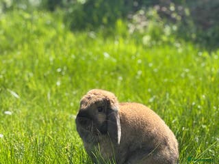 Dwarf Lop rabbits Rehoming my lovely Winnie - Advert 7