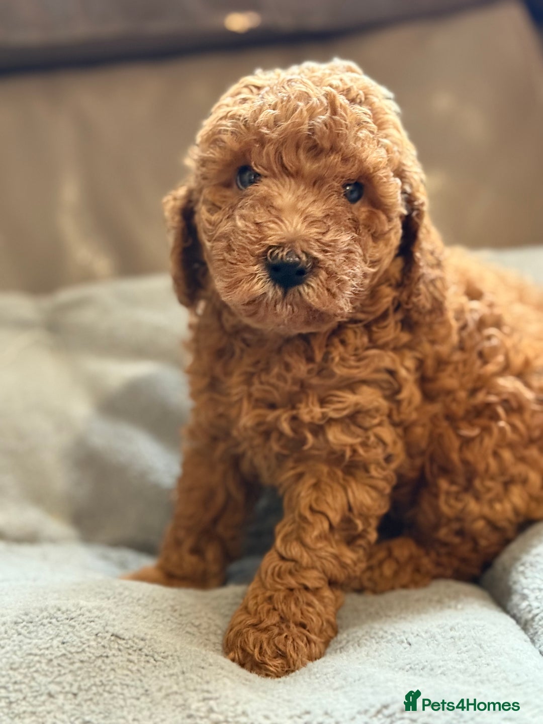 Cockapoo dogs for sale: STUNNING TOP-QUALITY COCKAPOO PUPPIES RARE COLOURS - Advert 6