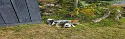Jack Russell dogs for sale: Outstanding Jack Russell puppies - Advert 2