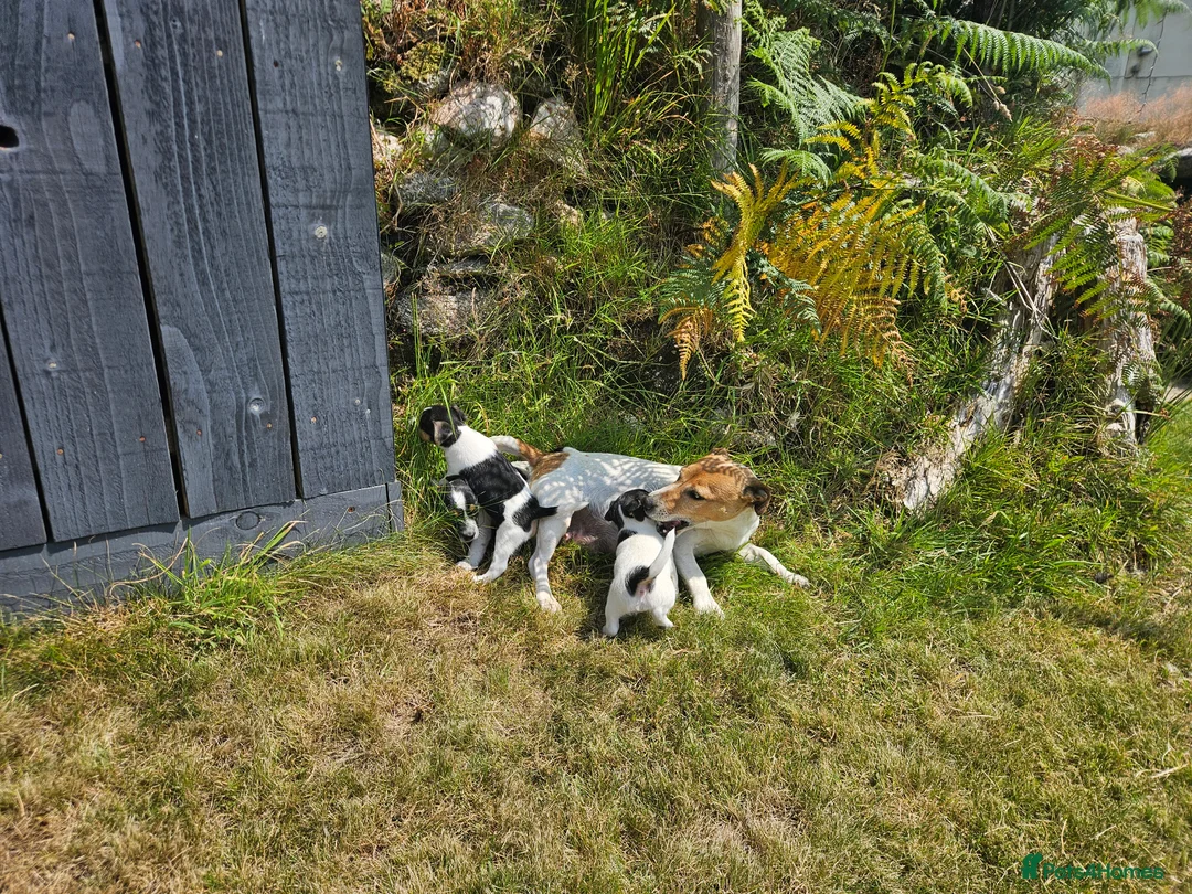 Jack Russell dogs for sale: Outstanding Jack Russell puppies - Advert 2