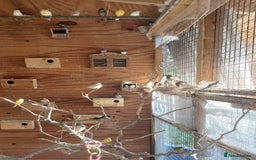 Canaries birds for sale: Canaries - £20 each - Advert 3