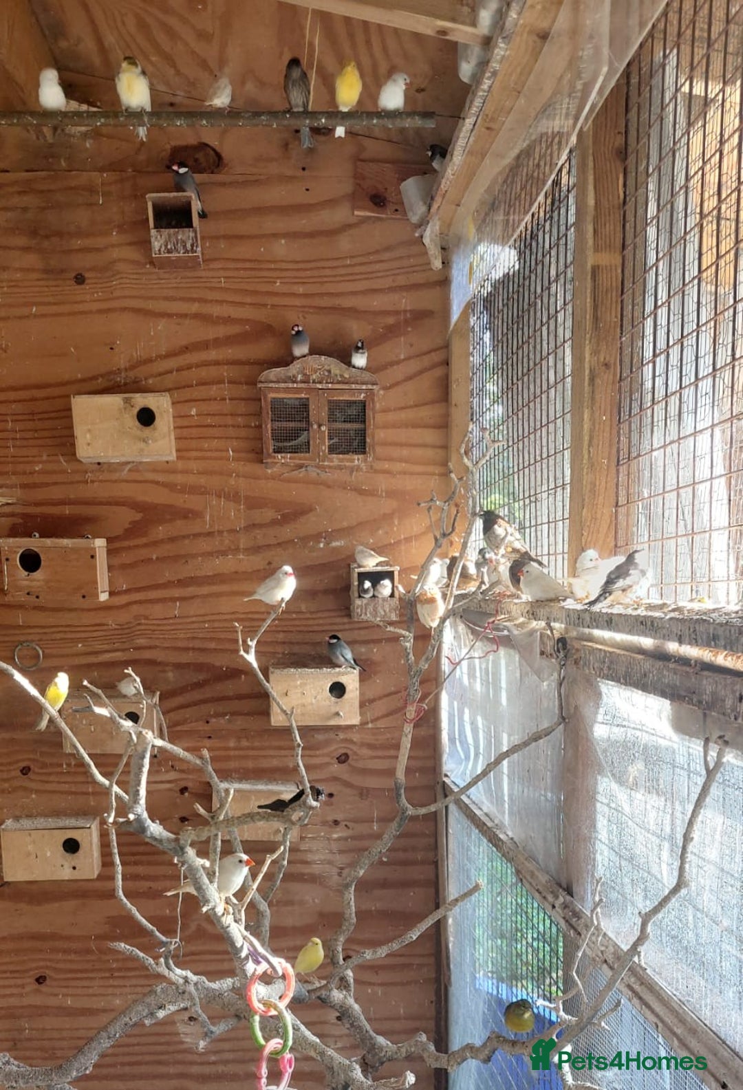 Canaries birds for sale: Canaries - £20 each - Advert 3