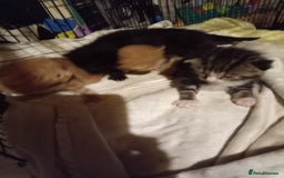 Mixed Breed cats for sale: Four mixed breed British short kittens - Image 6