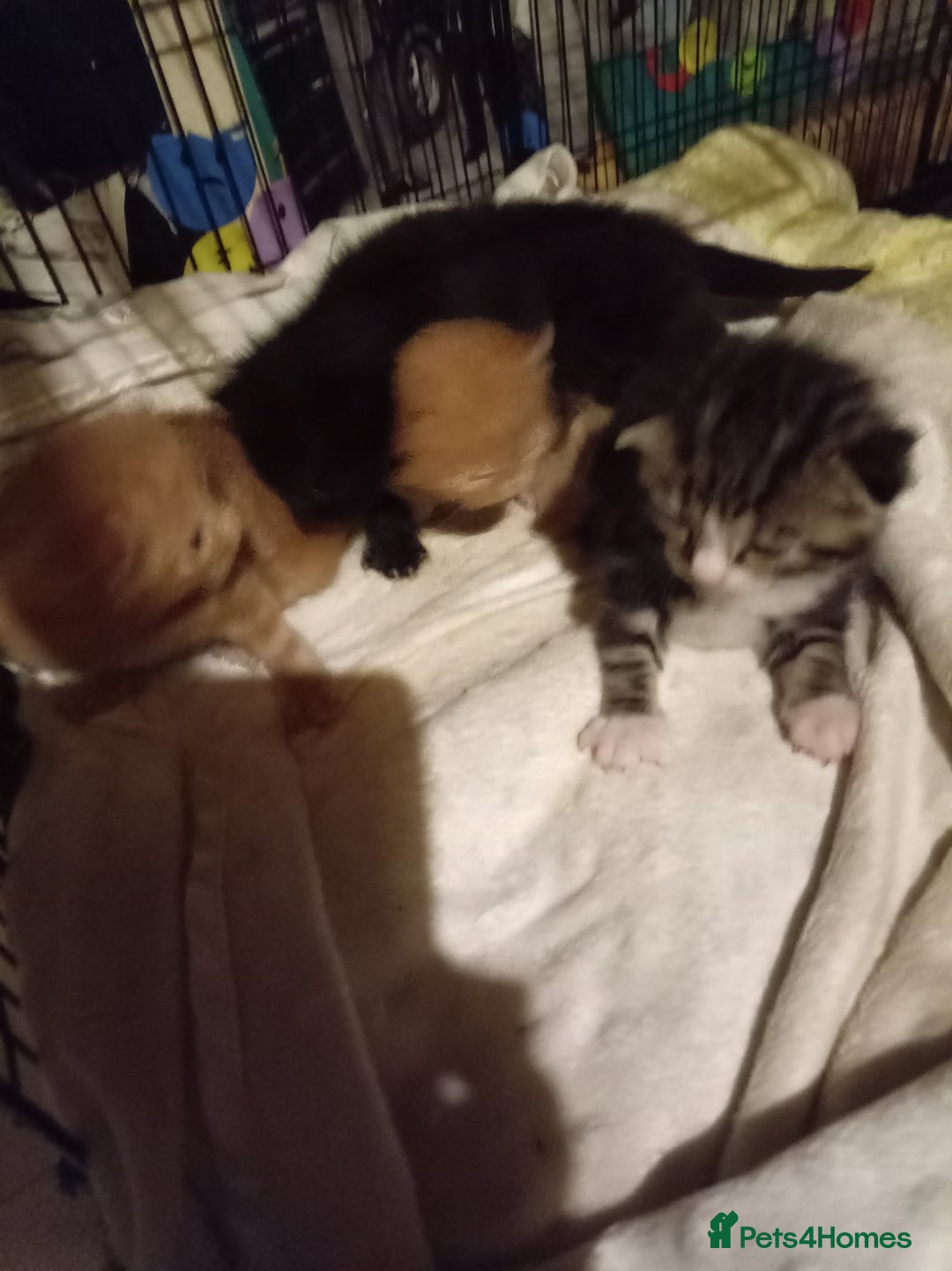 Mixed Breed cats for sale: Four mixed breed British short kittens - Image 6