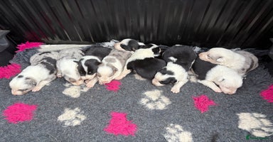 Border Collie dogs - Advert 4