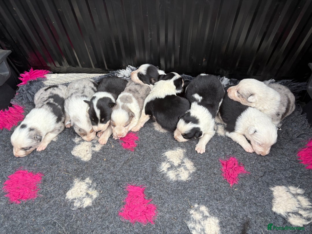 Border Collie dogs for sale: Blue Merle/ black and white border collie puppies - Image 2
