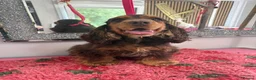 Cocker Spaniel dogs for sale: Looking for new homes - Advert 5