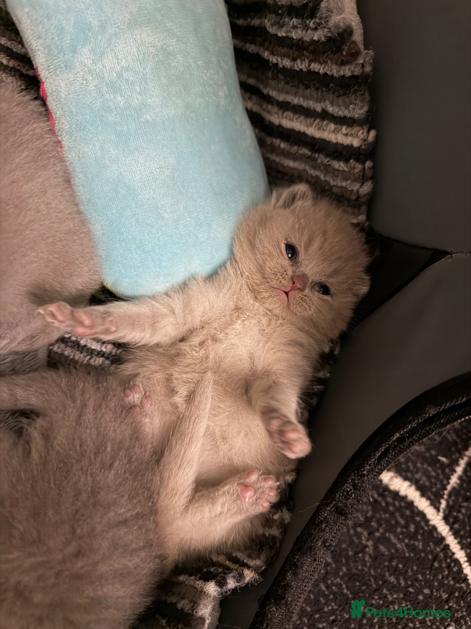 British Shorthair cats British Shorthair kittens  - Advert 1