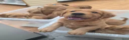 Golden Retriever dogs for sale:  *FOX RED KC REG GOLDEN RETRIEVER PUPS* - Advert 4