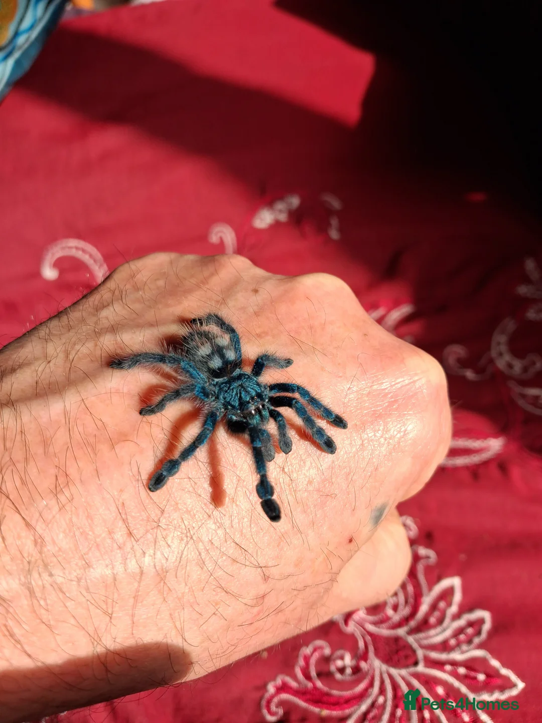 Spiders invertebrates for sale: Caribena Versicolor  - Advert 2