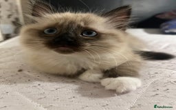 Ragamese cats for sale: Playful Ragamese Kittens (12 Weeks) - Image 7