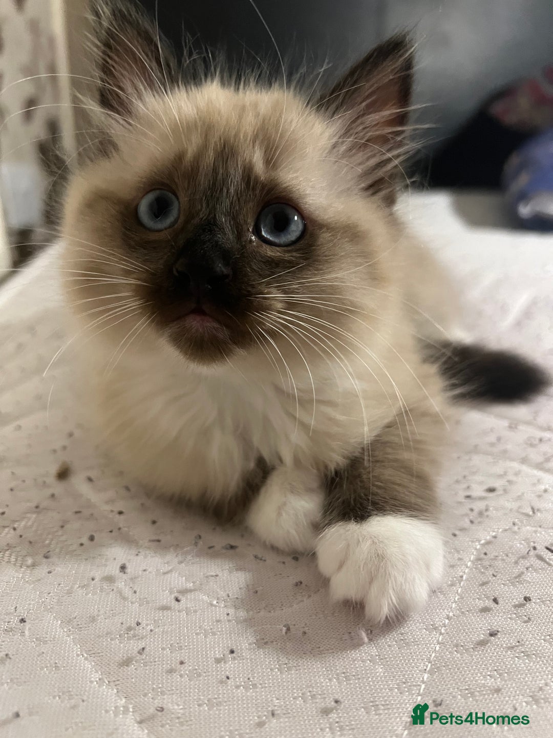 Ragamese cats for sale: Playful Ragamese Kittens (12 Weeks) - Image 7