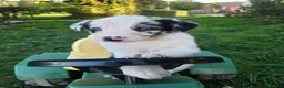 Border Collie dogs for sale: 8 Absolutely stunning Puppies Looking for new home in Montgomery - Advert 10