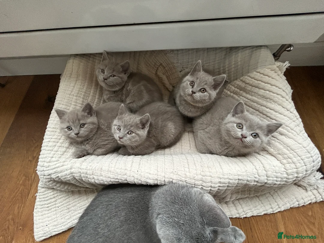 British Shorthair cats for sale: Gorgeous BSH pedigree kittens  - Advert 16