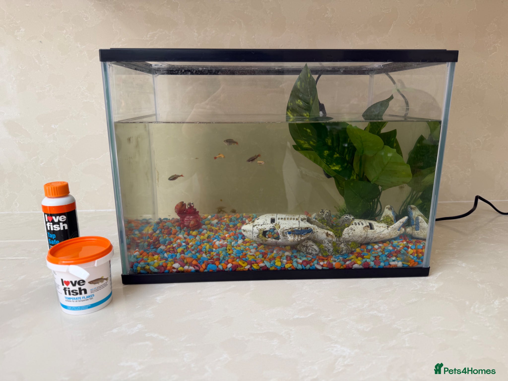 Minnows fish for sale: Fish Tank / accessories / Fish for sale  - Advert 1