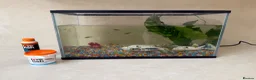 Minnows fish for sale: Fish Tank / accessories / Fish for sale  - Advert 1