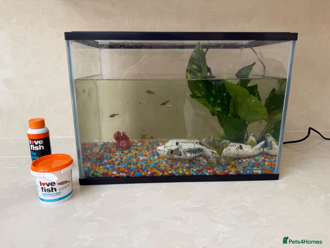Minnows fish for sale: Fish Tank / accessories / Fish for sale  - Advert 1