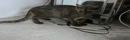 British Shorthair cats for sale: 3 gorgeous Kittens born to a BSH mother  - Advert 13