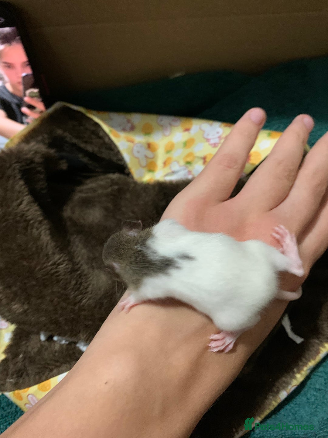 Rat rodents for sale: BABY RAT PUPS - Image 3