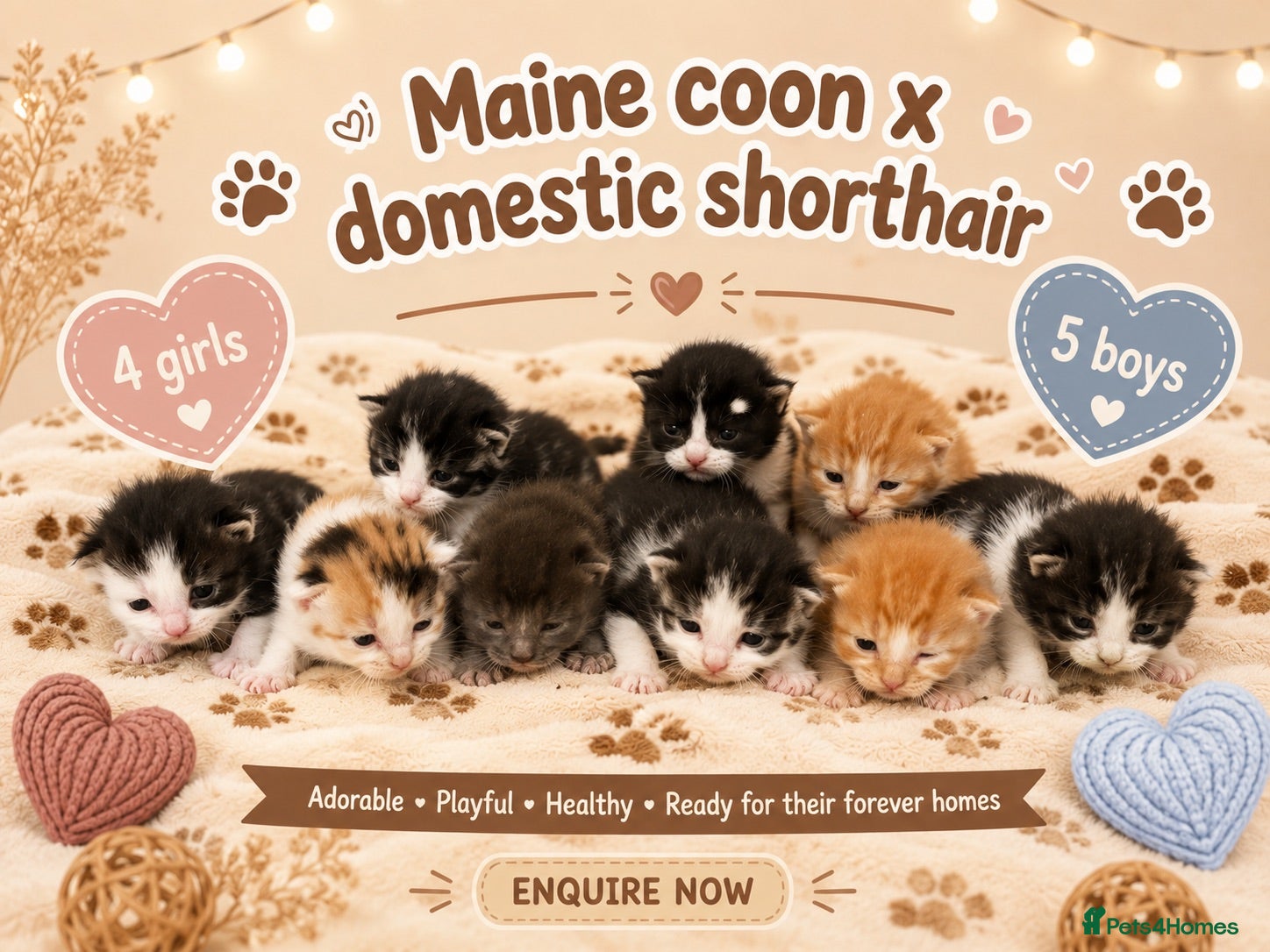Mixed Breed cats 🐾 Beautiful Maine Coon × Shorthair Kittens 🐾 - Advert 4