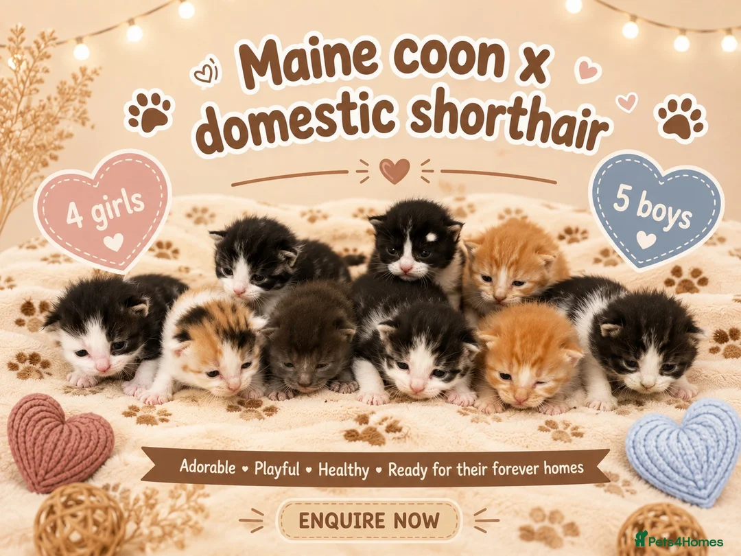 Mixed Breed cats for sale: 🐾 Beautiful Maine Coon × Shorthair Kittens 🐾 - Advert 1