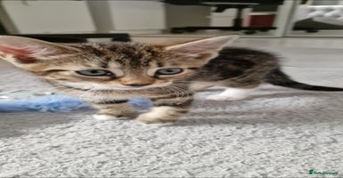 Mixed Breed cats - Advert 9