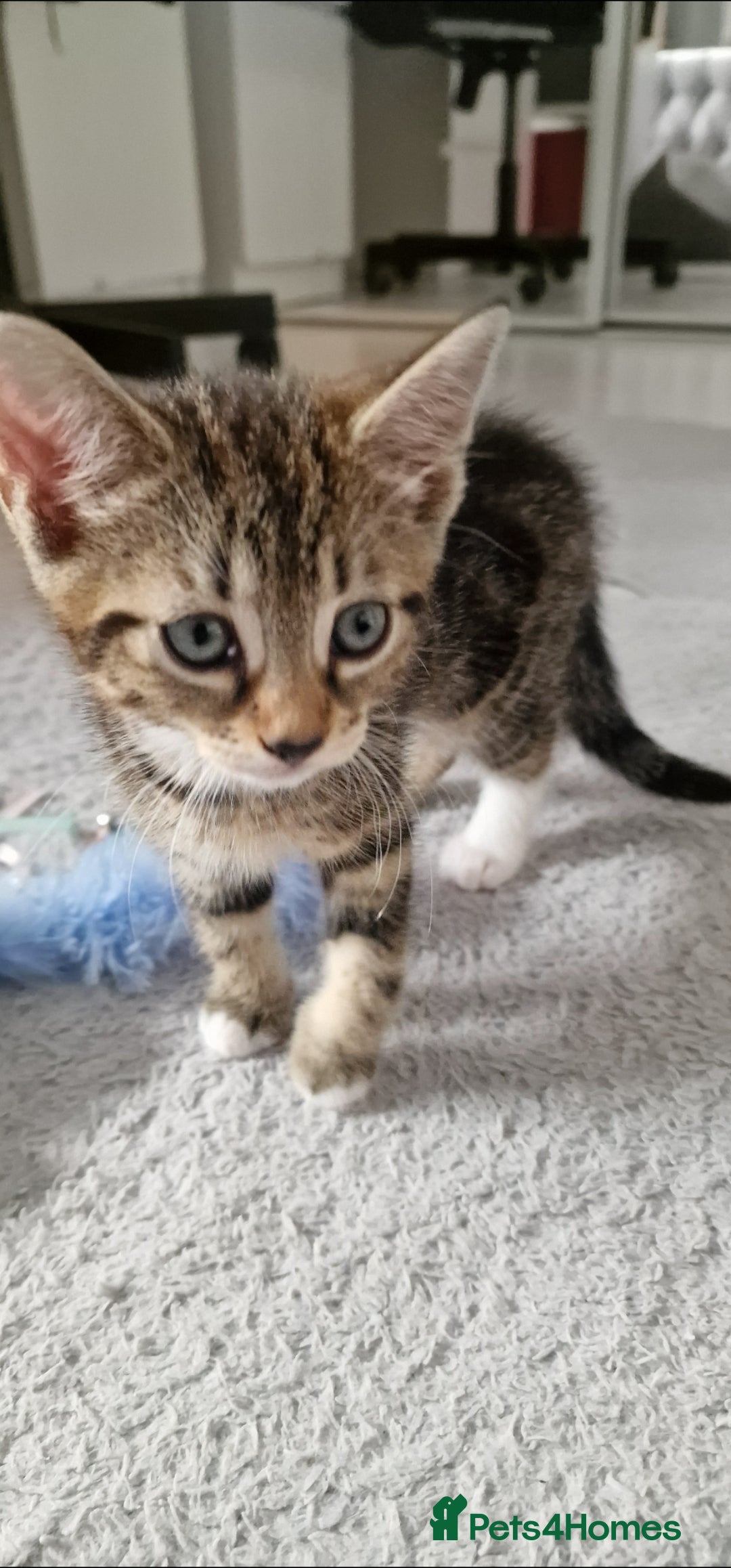 Mixed Breed cats for sale: Beautiful mix bengal kittens. - Image 2