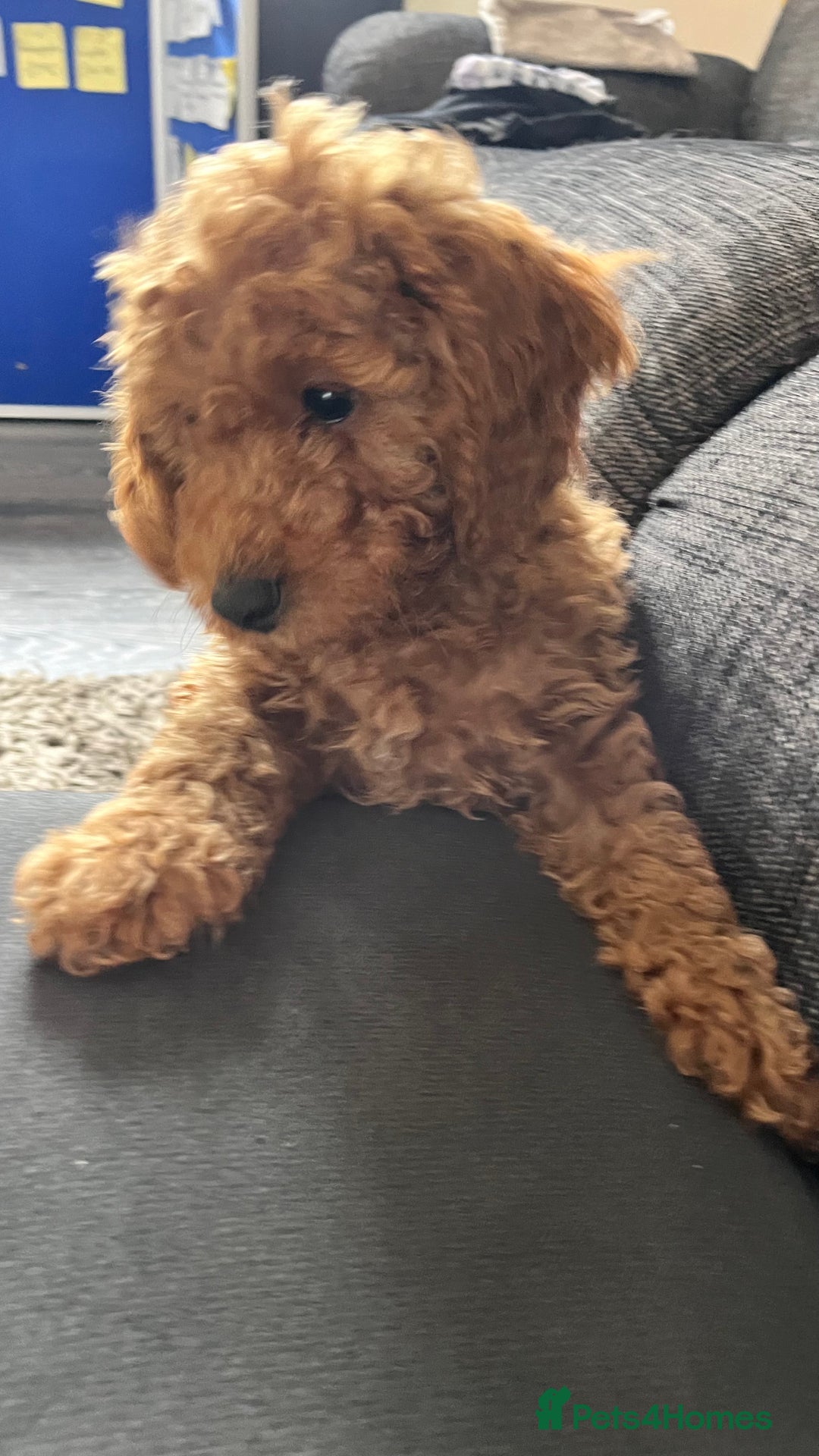 Cockapoo dogs for sale: 🌟  ONE RED CURLY FLUFFY BOY Now 🌟 in Boston - Image 20