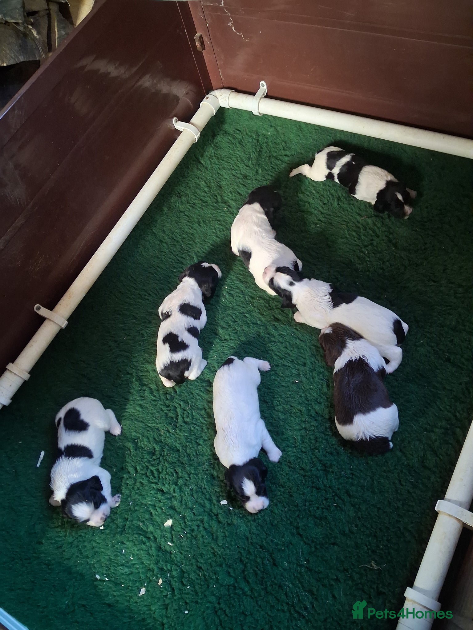English Springer Spaniel dogs Working Springer Spaniel Puppies  - Advert 2