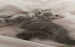 British Shorthair cats for sale: 4 beautiful British Shorthair kittens for sale - Image 10