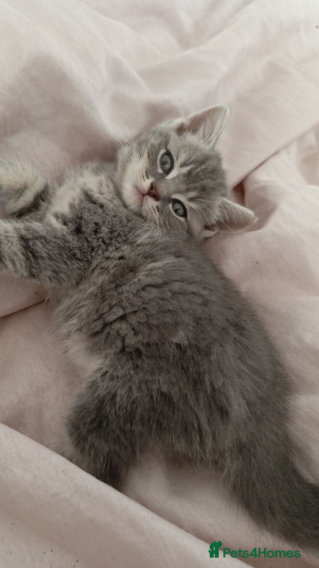 British Shorthair cats for sale: 4 beautiful British Shorthair kittens for sale - Image 10