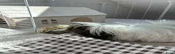Guinea Pig rodents for sale: 2 Female BONDED Guinea Pigs  - Advert 5