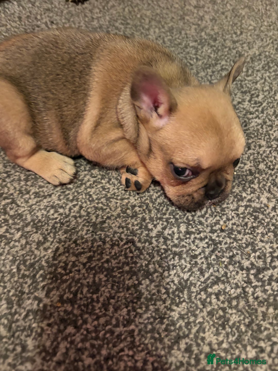 French Bulldog dogs for sale: 3 beautiful girls  - Image 9